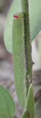Belenois gidica abyssinica