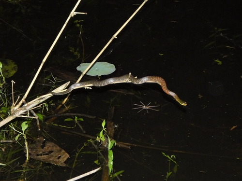Triangle Keelback