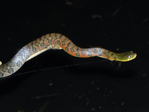 Triangle Keelback