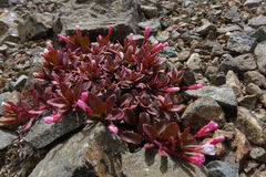 Epilobium porphyrium