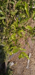 Punica granatum