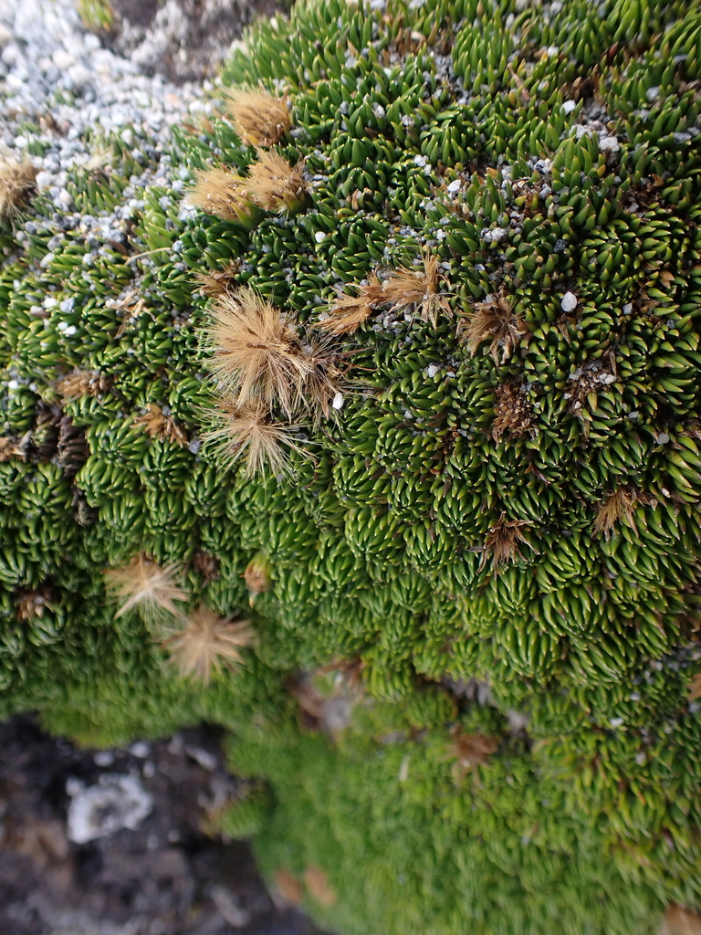 Werneria sotarensis