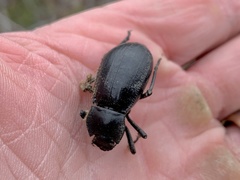 Stenomorpha obliterata