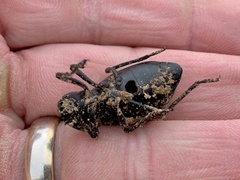 Stenomorpha obliterata