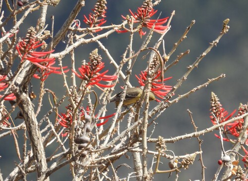 American Coral Tree (Erythrina americana)