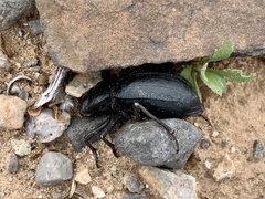 Stenomorpha obliterata