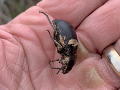 Stenomorpha obliterata