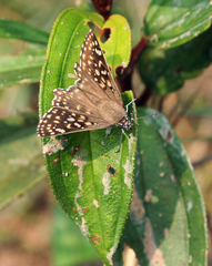 Caprona alida