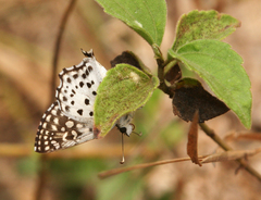 Caprona alida