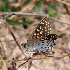 Caprona alida