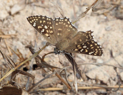 Caprona alida