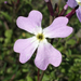 Ricotia lunaria - Photo (c) Uriah Resheff, algunos derechos reservados (CC BY-NC), subido por Uriah Resheff