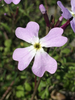 Ricotia lunaria - Photo (c) Uriah Resheff, some rights reserved (CC BY-NC), uploaded by Uriah Resheff