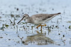 Grey-Tailed Tattler photo 2