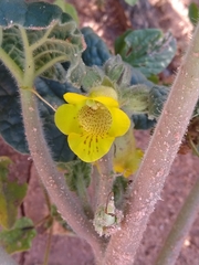 Ibicella lutea
