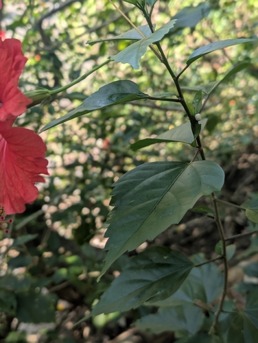 Red Hibiscus (Hibiscus ×)