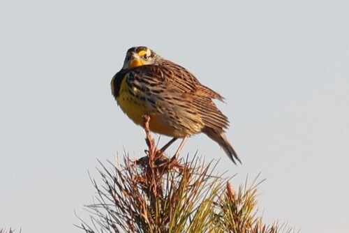 Meadowlark