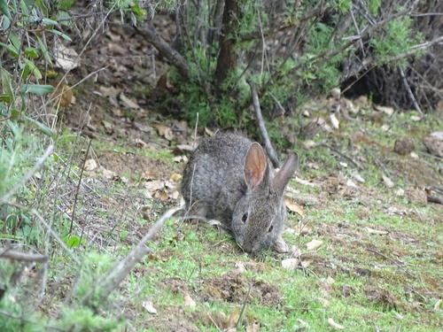 Brush Rabbit observed by katsfinds