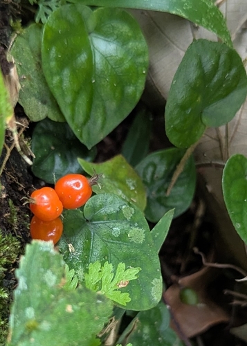 Corrida Yerba De Guava (Geophila repens)