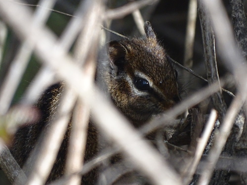 Merriam's Chipmunk observed by katsfinds
