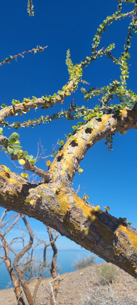 Adam's tree from Loreto, MX-BS, MX on February 24, 2026 at 11:23 AM by ...