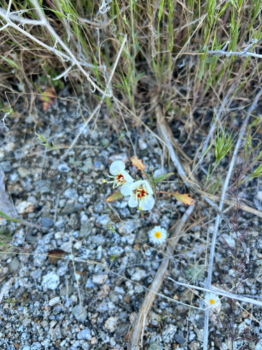 iNaturalist observation photo of Browneyes