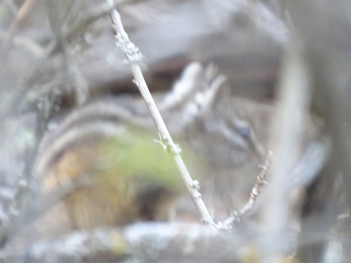 Merriam's Chipmunk observed by katsfinds