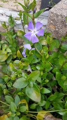 Vinca major