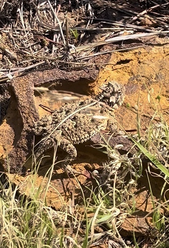Texas Horned Lizard observed by edubber
