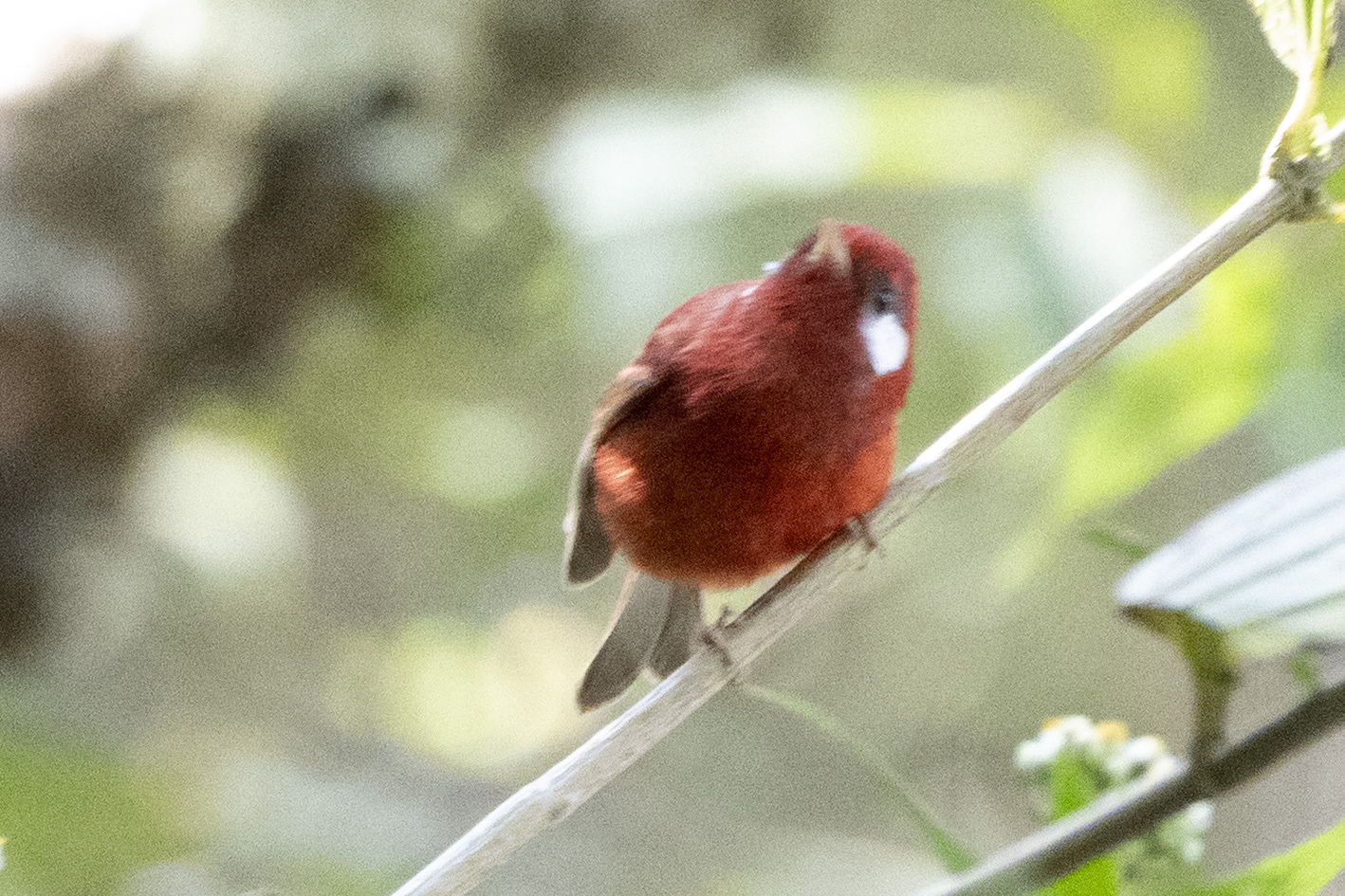 Red Warbler (Cardellina rubra), photo 7