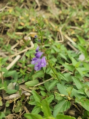Scutellaria barbata