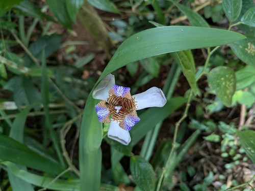 white walking iris (Trimezia candida)