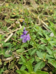 Scutellaria barbata