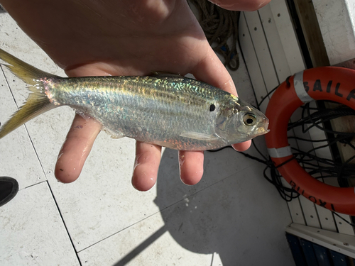 Atlantic thread herring (Opisthonema oglinum) — Clupeidae — 5