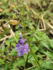 Scutellaria barbata