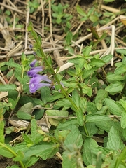 Scutellaria barbata