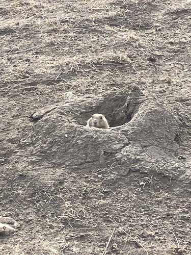 Black-tailed Prairie Dog observed by wetland_wizard