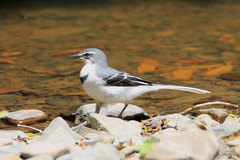 Motacilla clara