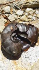 Powelliphanta