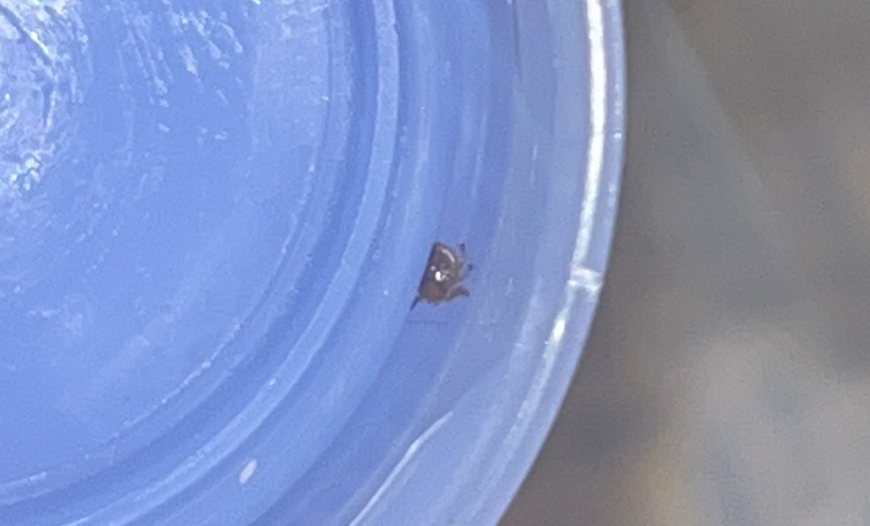 Amblyomma americanum Linnaeus, 1758