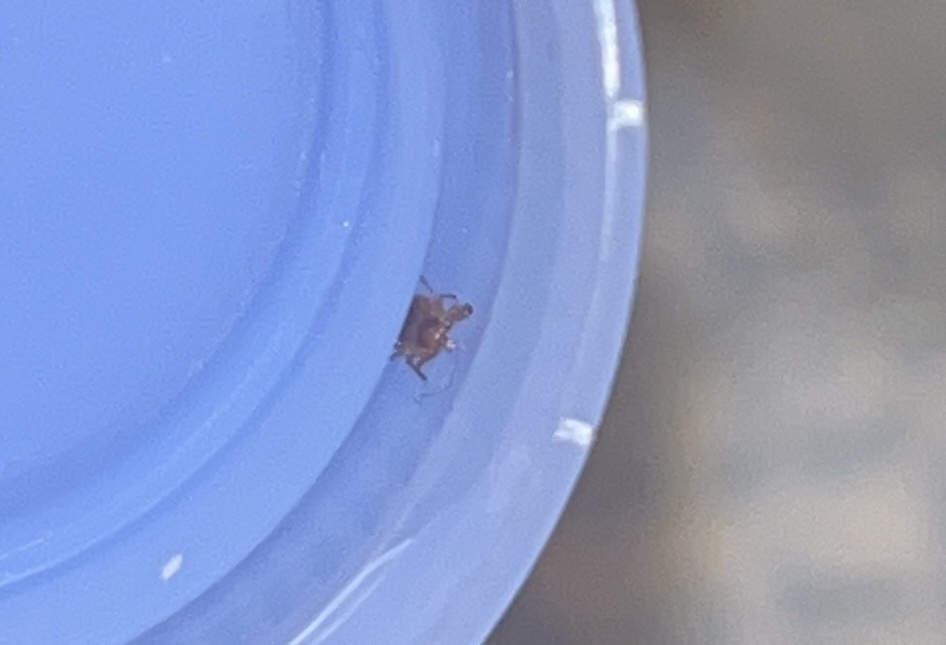 Amblyomma americanum Linnaeus, 1758