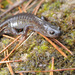 Southern Korean Salamander - Photo (c) Kim, Hyun-tae, some rights reserved (CC BY), uploaded by Kim, Hyun-tae