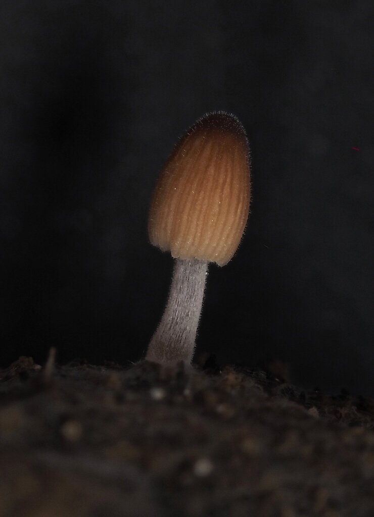 Ephemerocybe heterosetulosa
