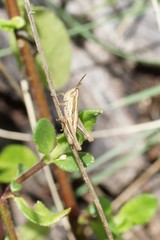 Phaulacridium vittatum