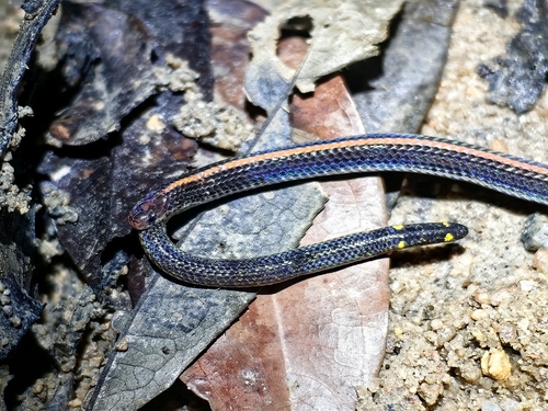 Lovi’s Reed Snake