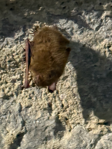 Tricolored Bat observed by planeaaron