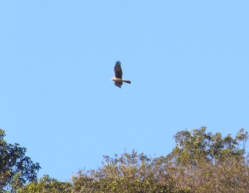 Northern Harrier