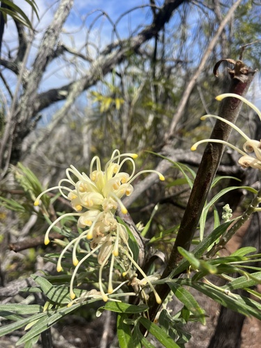 Grevillea banksii observed 2026-02-27