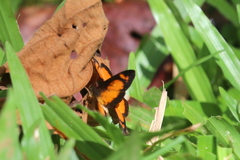 Tegosa anieta