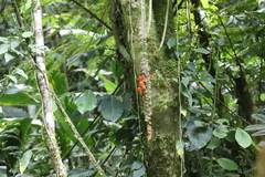 Columnea microcalyx